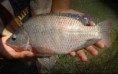 /album/fotogaleria/tilapia-01-jpg/